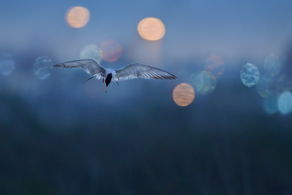 White-cheeked Tern - Lights