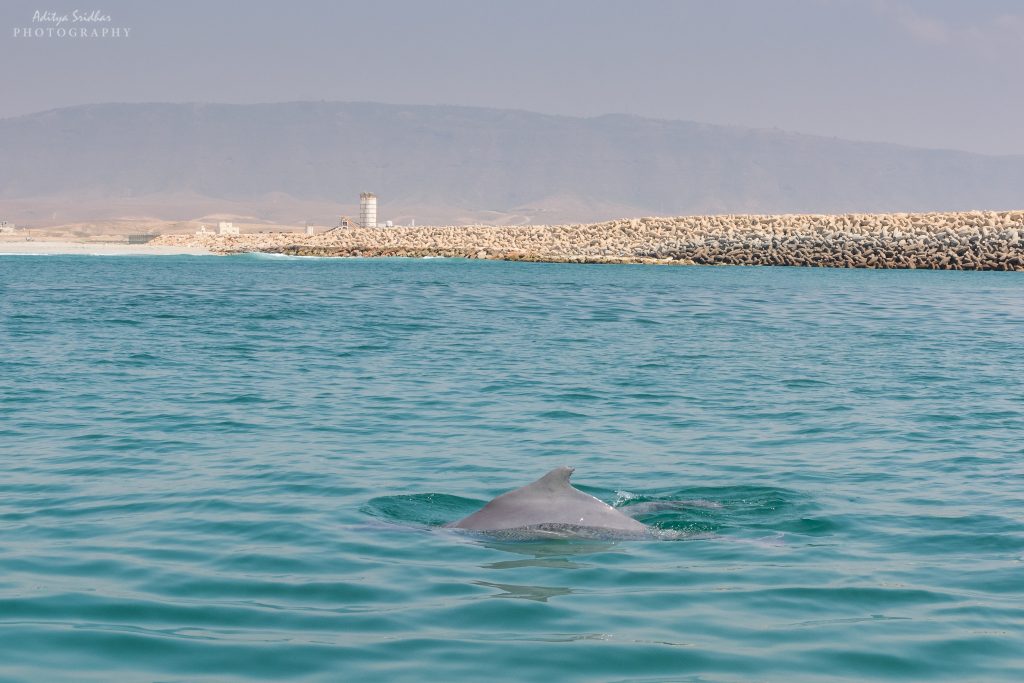 An Indo-Pacific Dolphin off the coast of Salalah