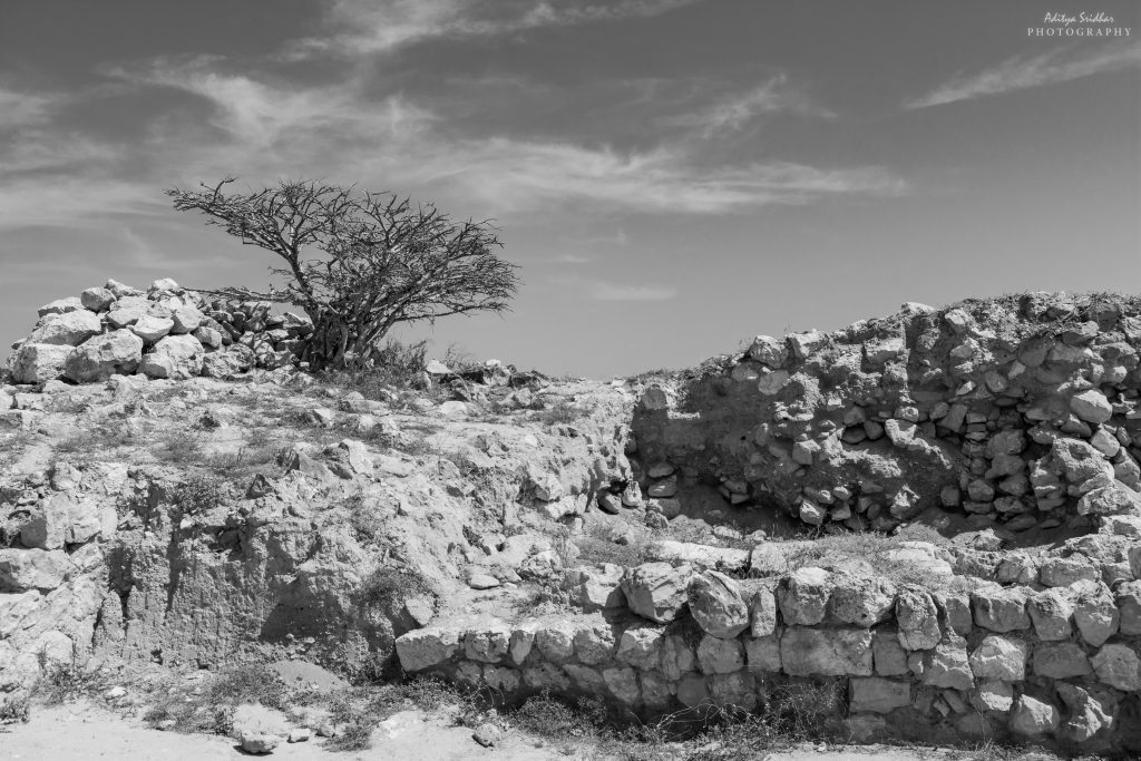 Frankincense Tree in the ruins of Sumhuram