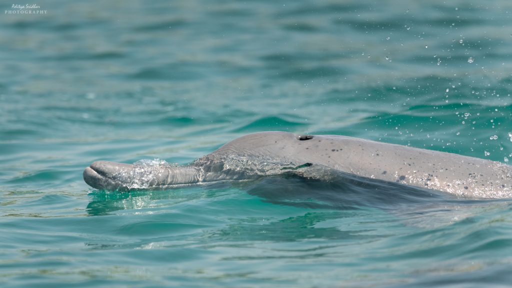 An Indo-Pacific dolphin surfaces after a long underwater dive