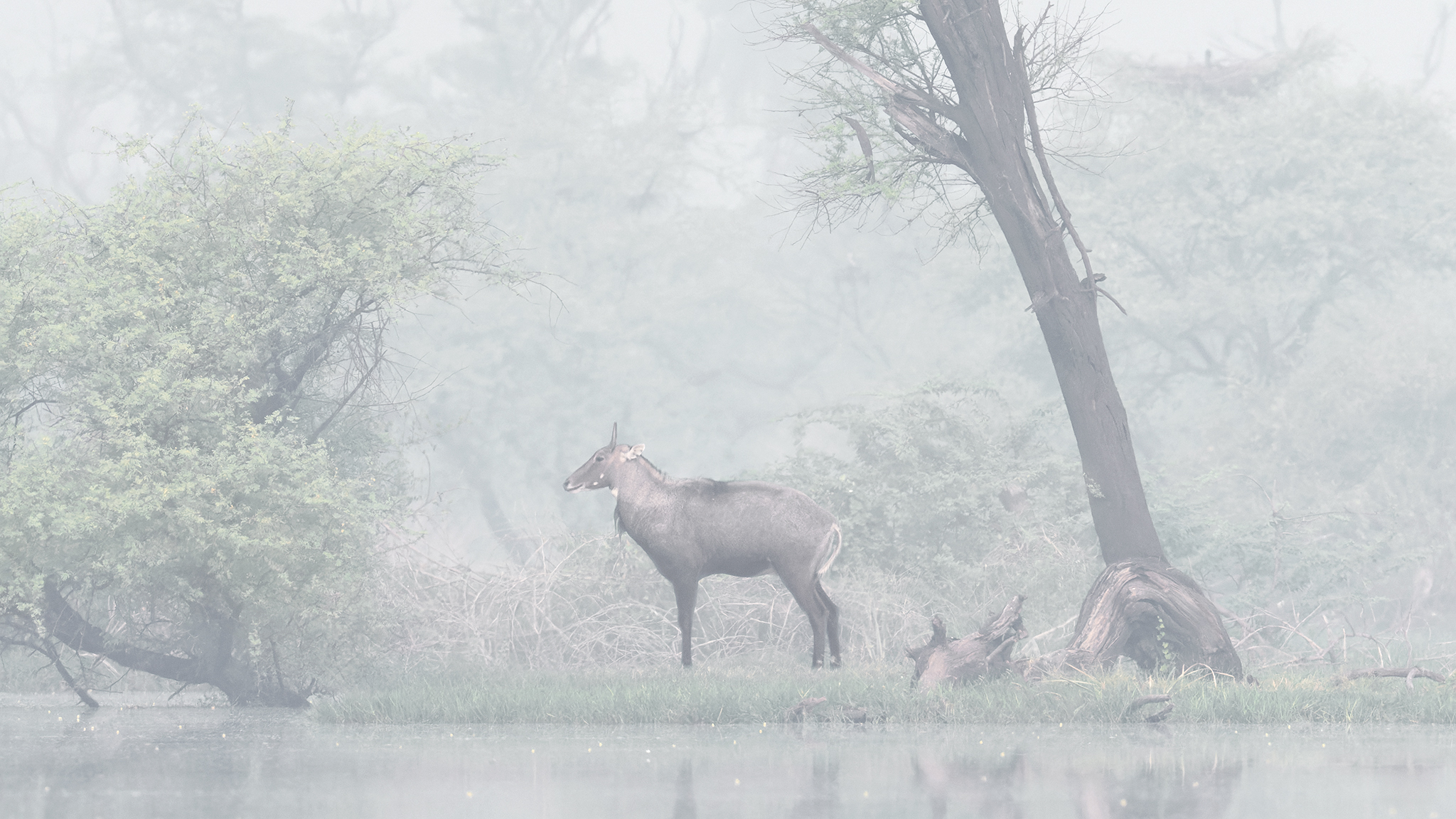 Featured image for “‘Sentinel’ – Nilgai”
