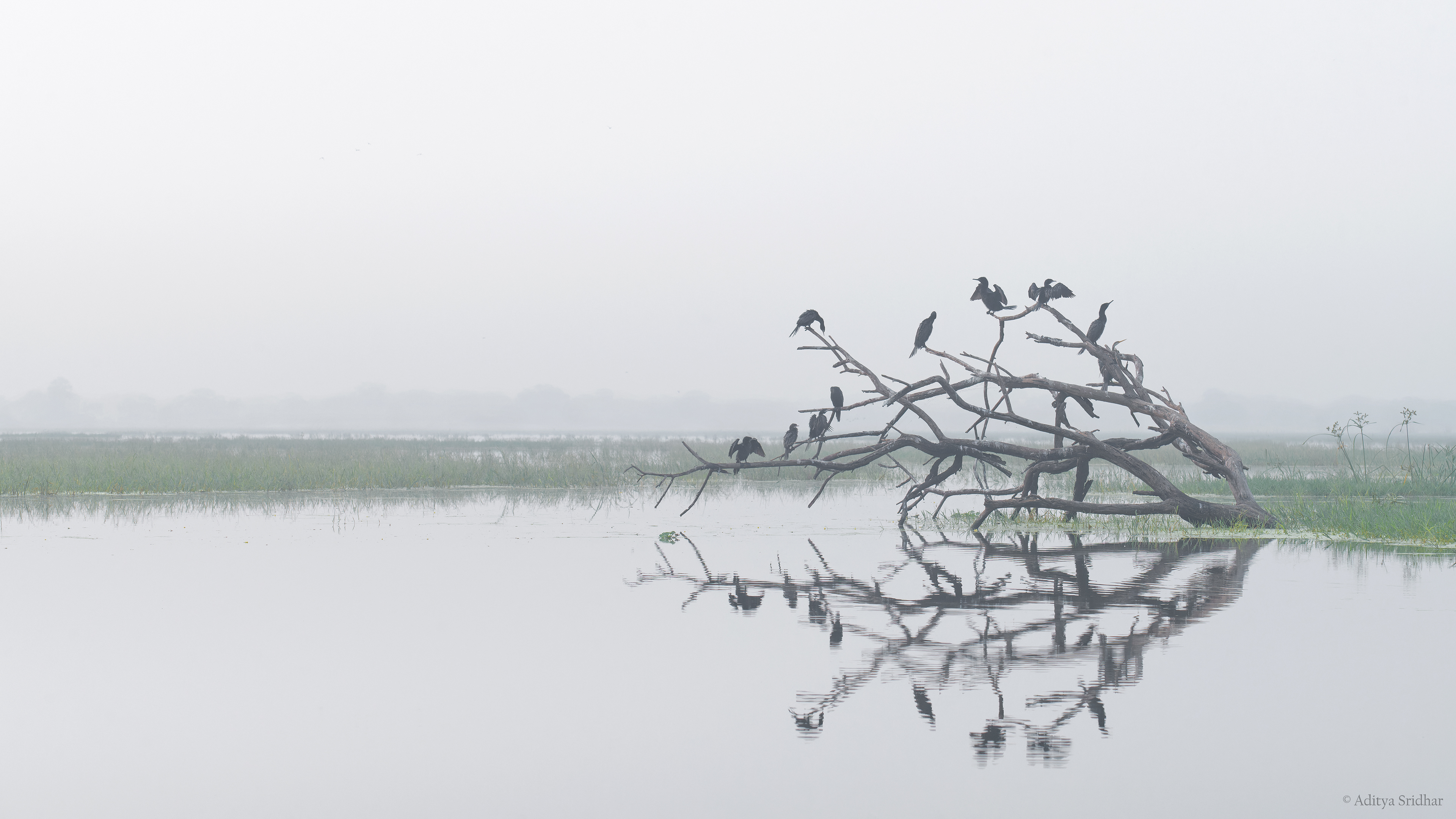Fog Upon The Fen - Little Cormorants