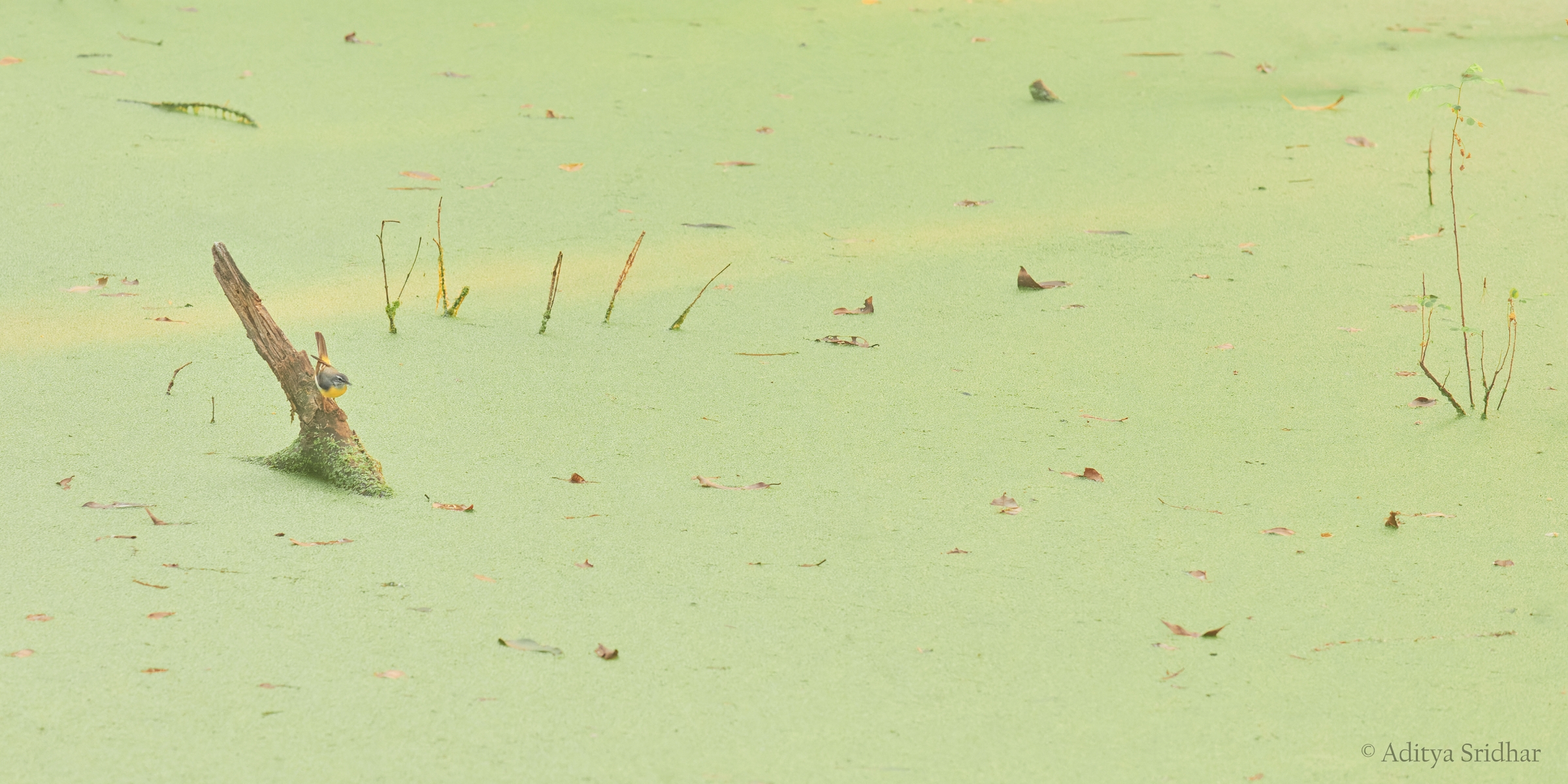 Featured image for “‘Eclectic’ – Grey Wagtail”