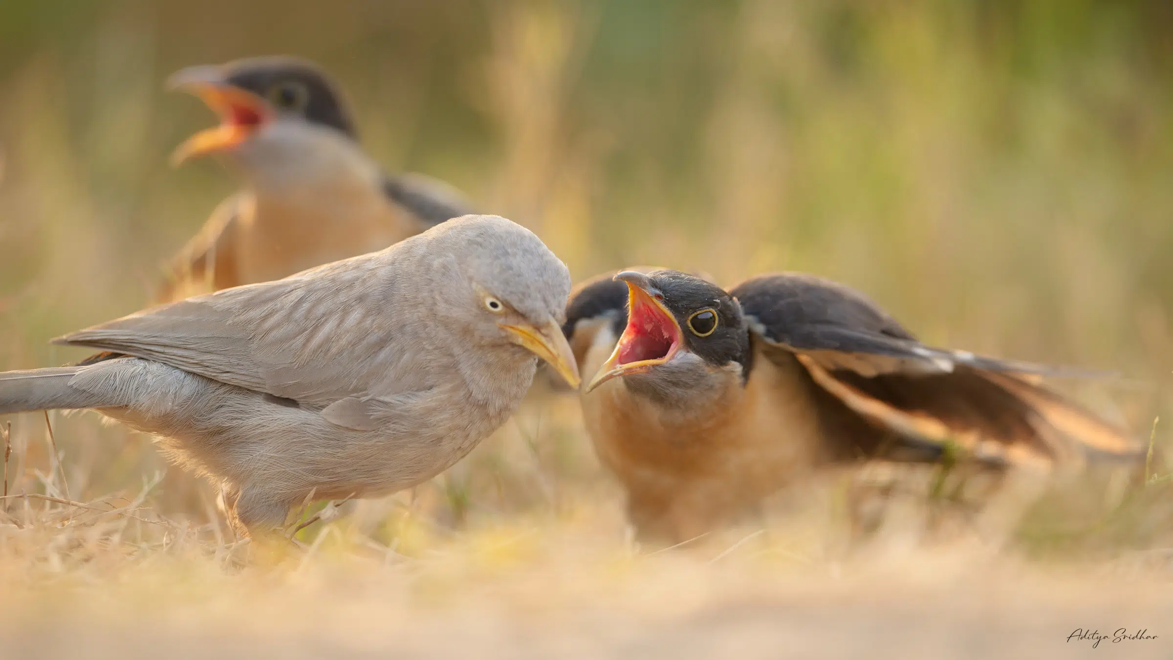 Featured image for “Image Showcase: Brood Parasitism in Pied Cuckoos and Jungle Babblers”
