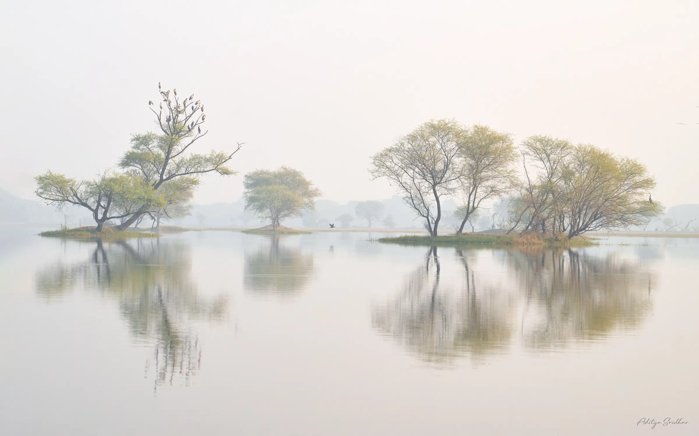 Featured image for “Image Showcase: Asian Openbills on a calm morning”