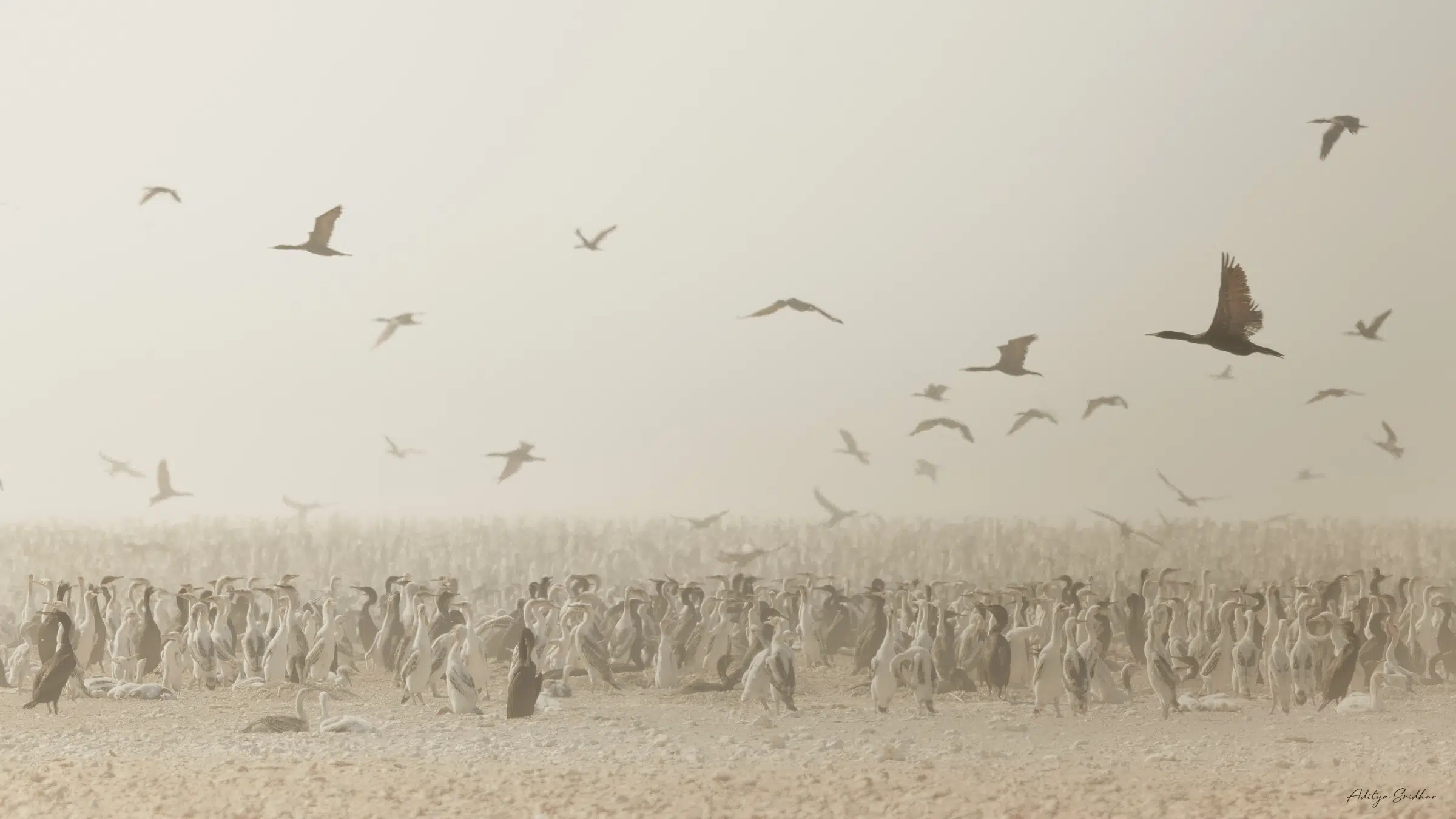 Featured image for “Image Showcase: Socotra Cormorants of Rubud Al Sharqiyah”