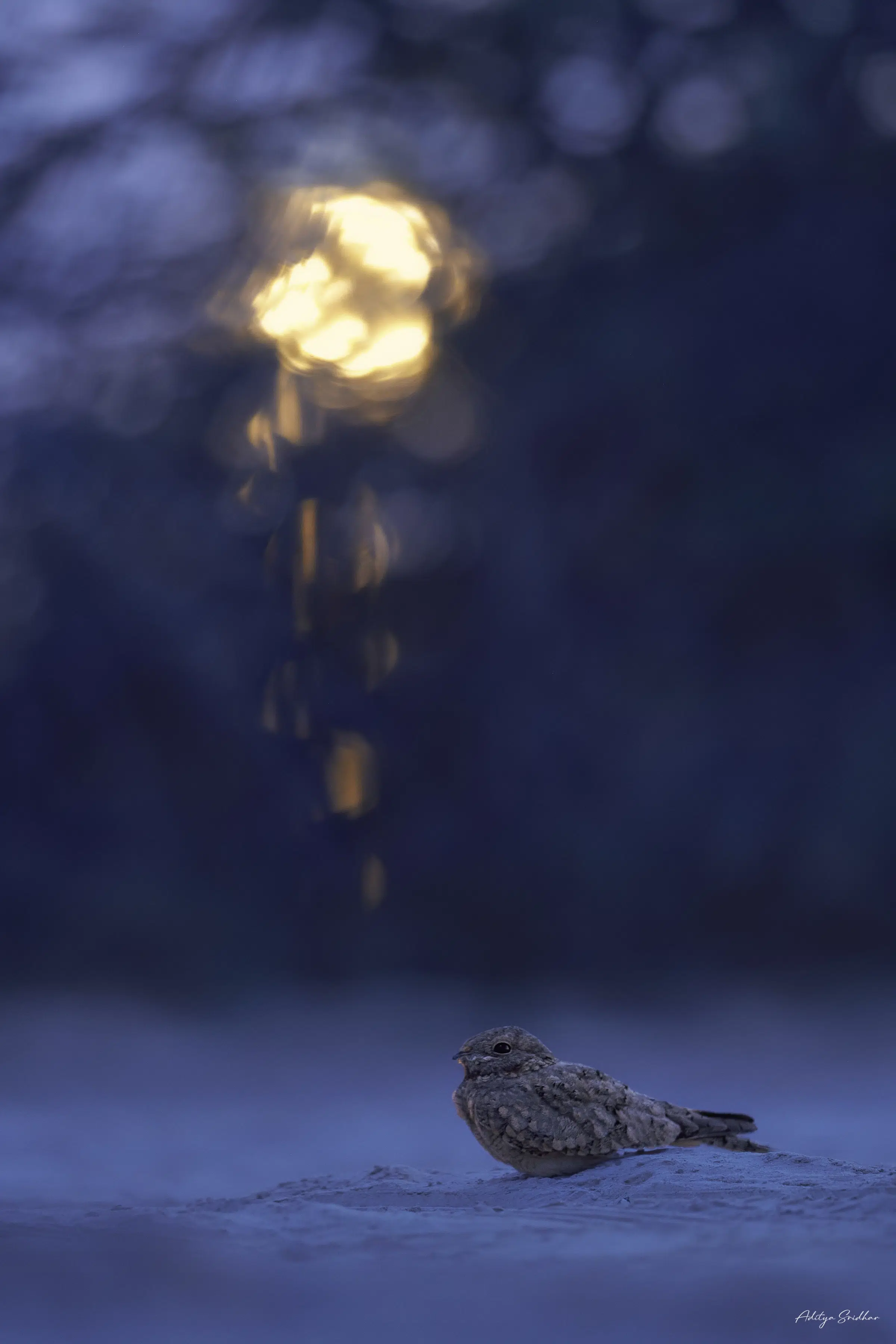 Featured image for “Image Showcase: Egyptian Nightjar at dawn”