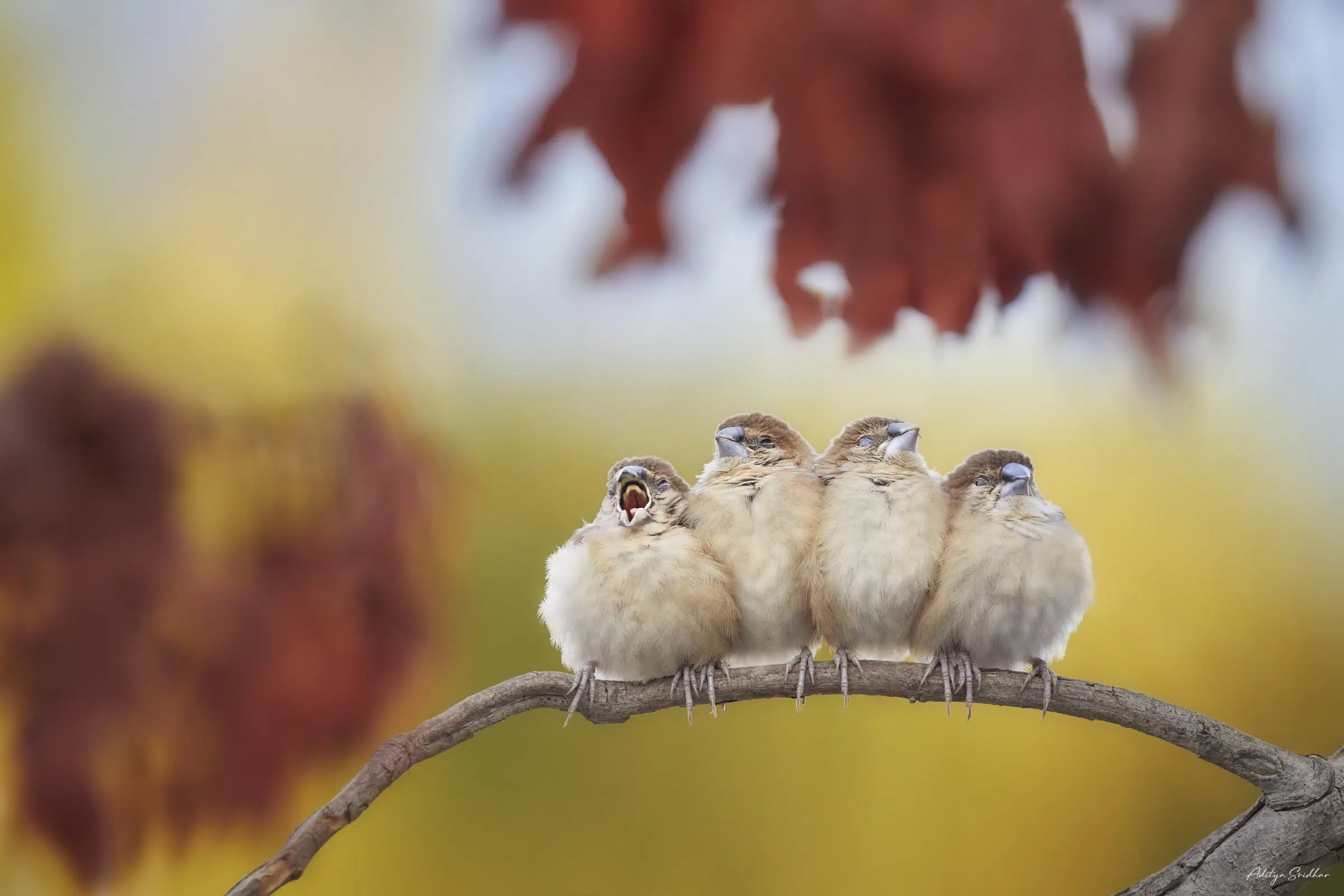 Featured image for “Image Showcase: Sleepy Indian Silverbills”