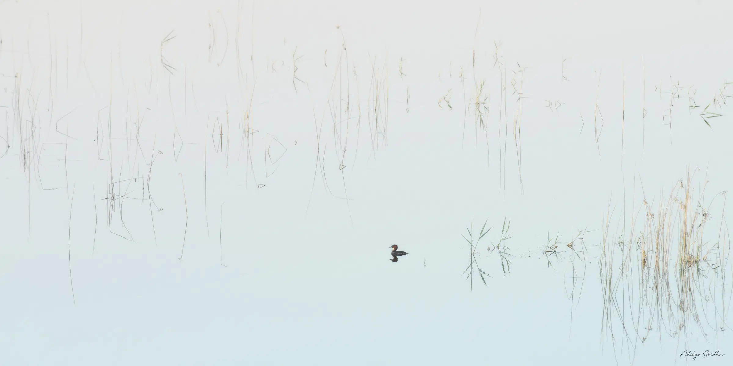 Featured image for “Image Showcase: Little Grebe in an oasis”