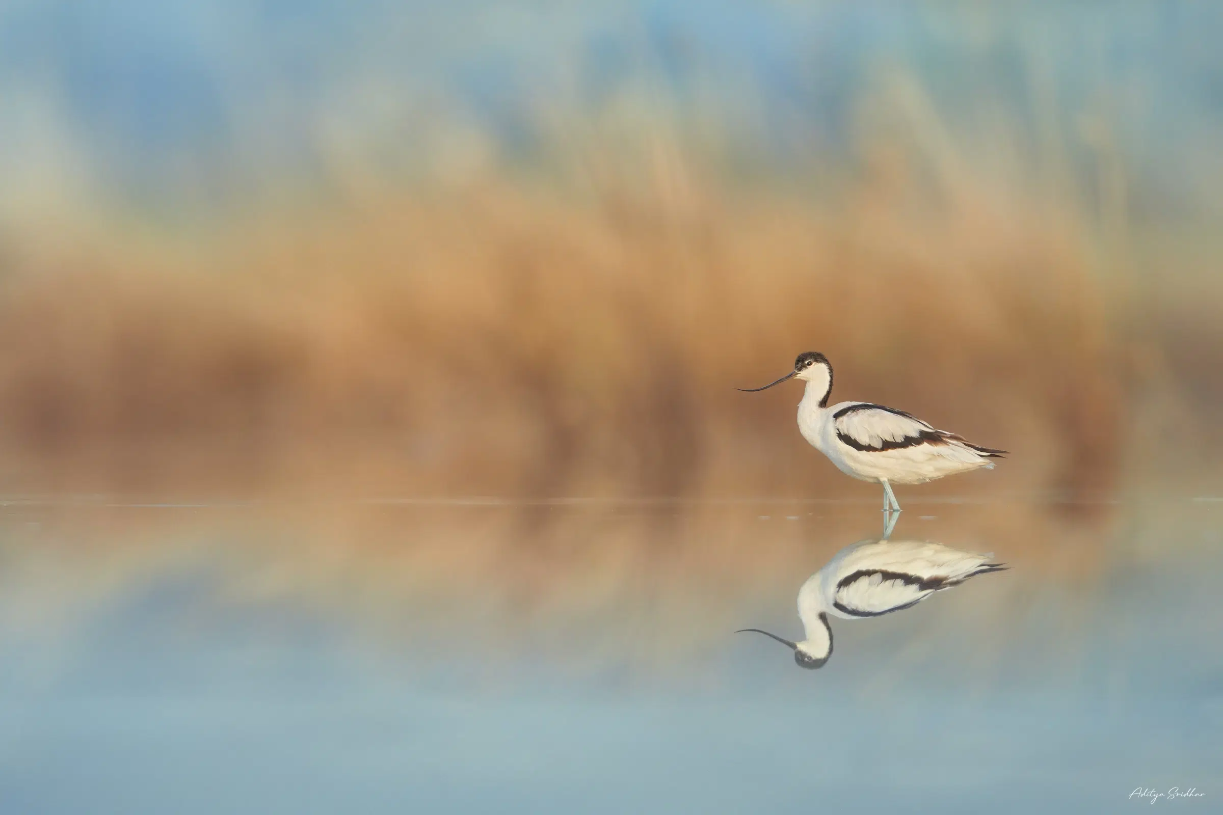Featured image for “Image Showcase: Pied Avocet in a blue lagoon”