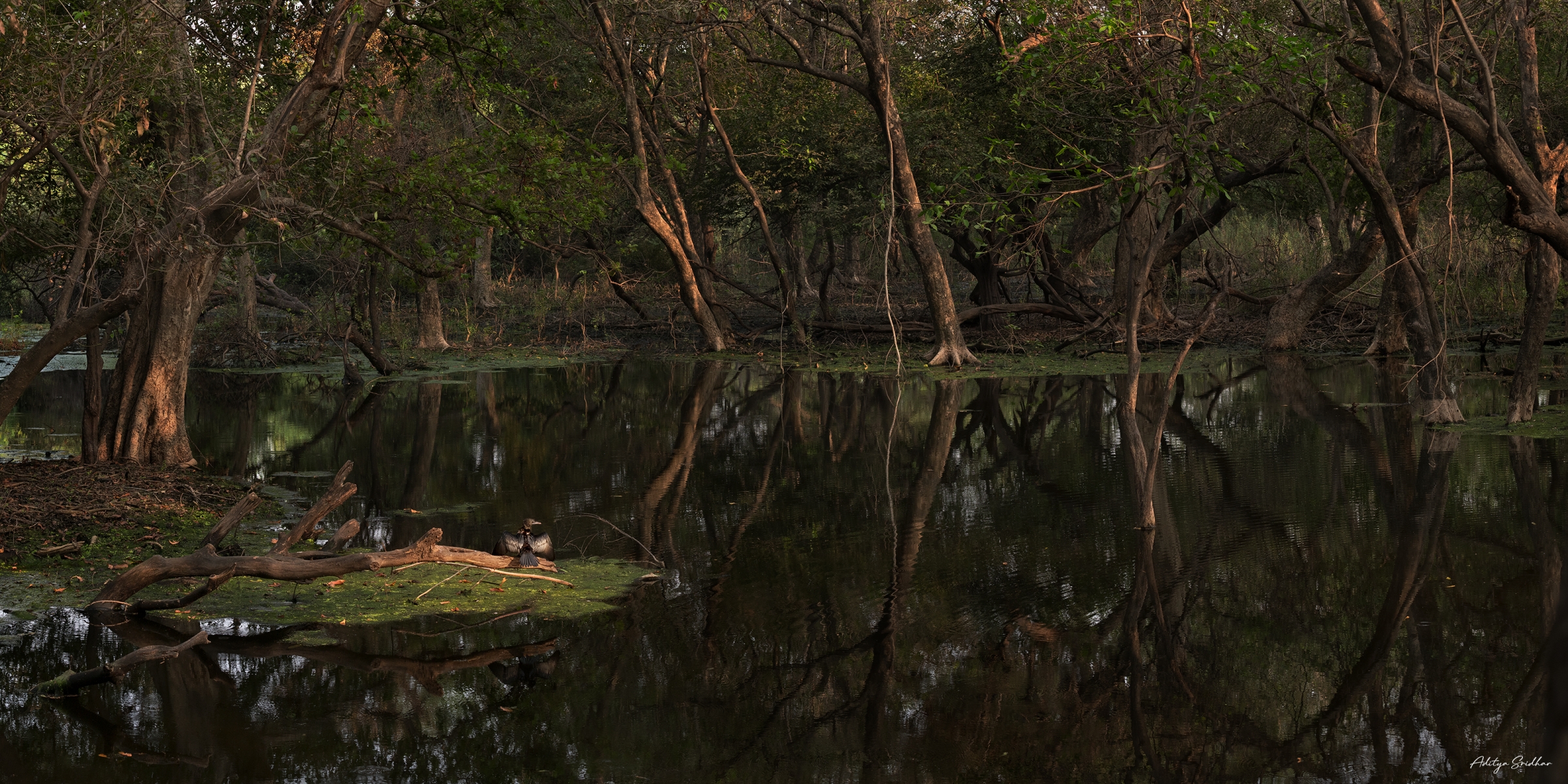 Featured image for “Image Showcase: Little Cormorant in the woodlands”