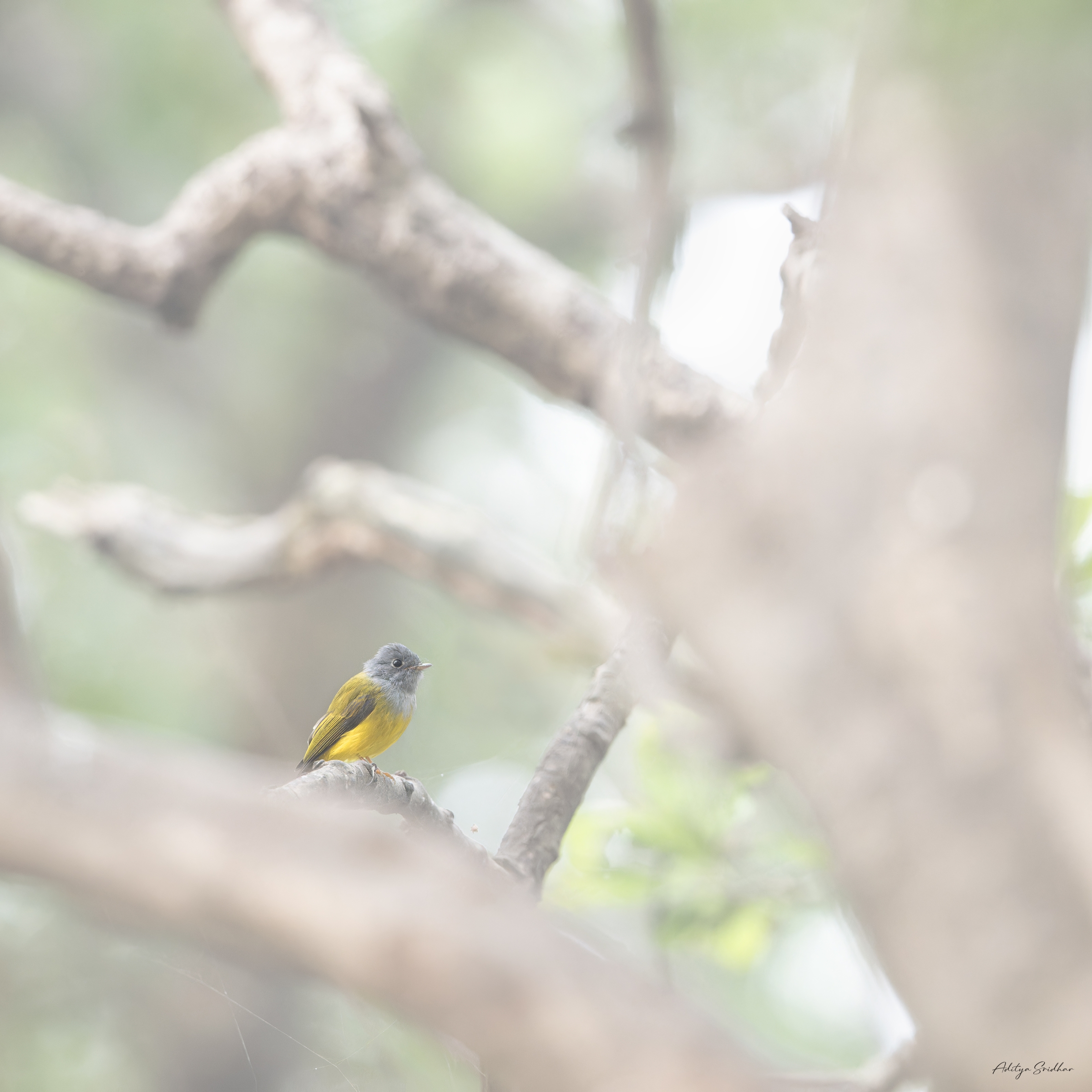 Featured image for “Image Showcase: Grey-headed Canary-Flycatcher in a foggy forest”