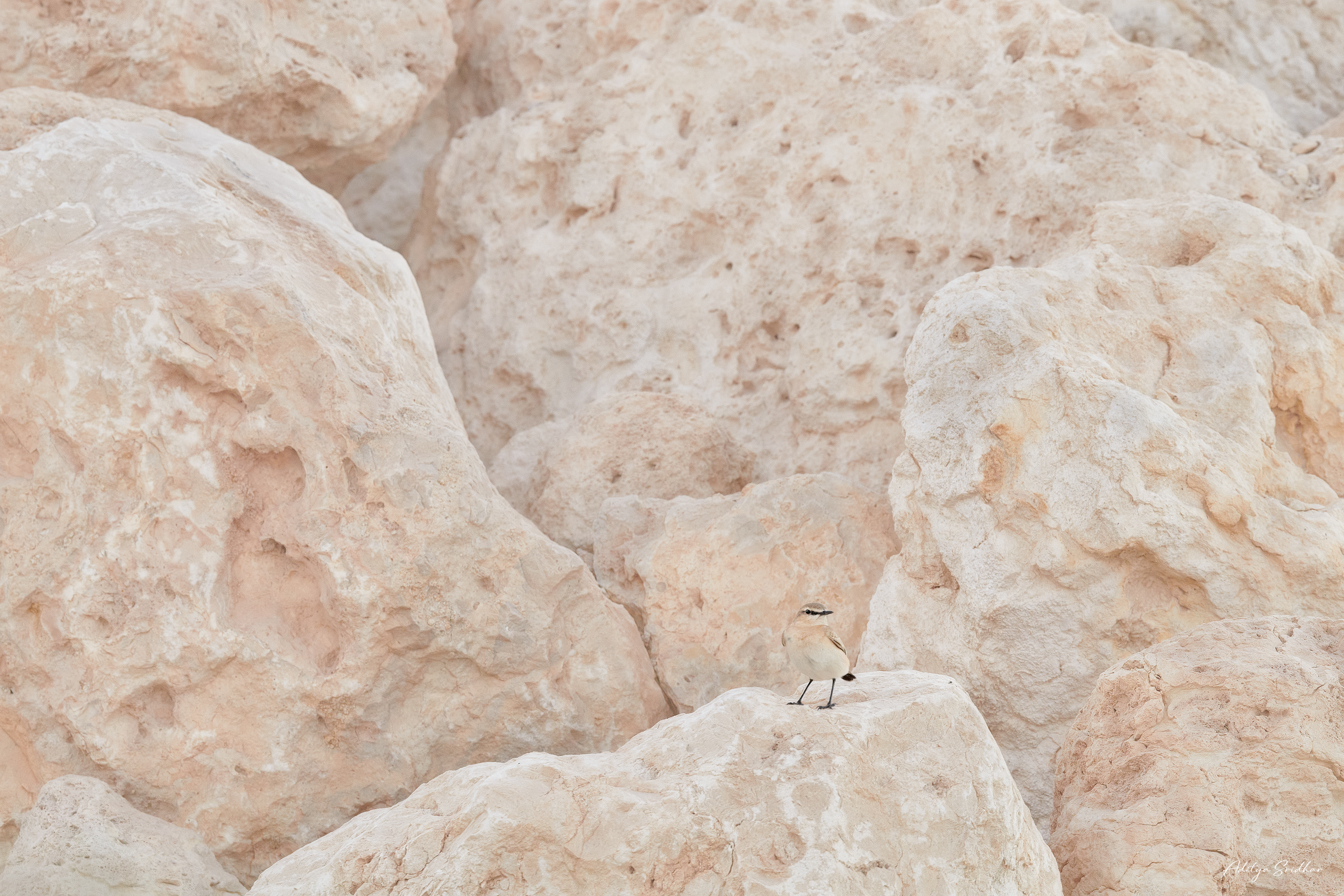 Small Isabelline Wheatear perched among pale limestone rocks